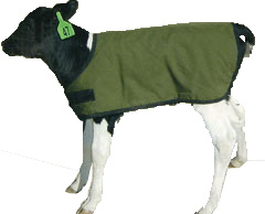 カーフジャケット ベターミルク