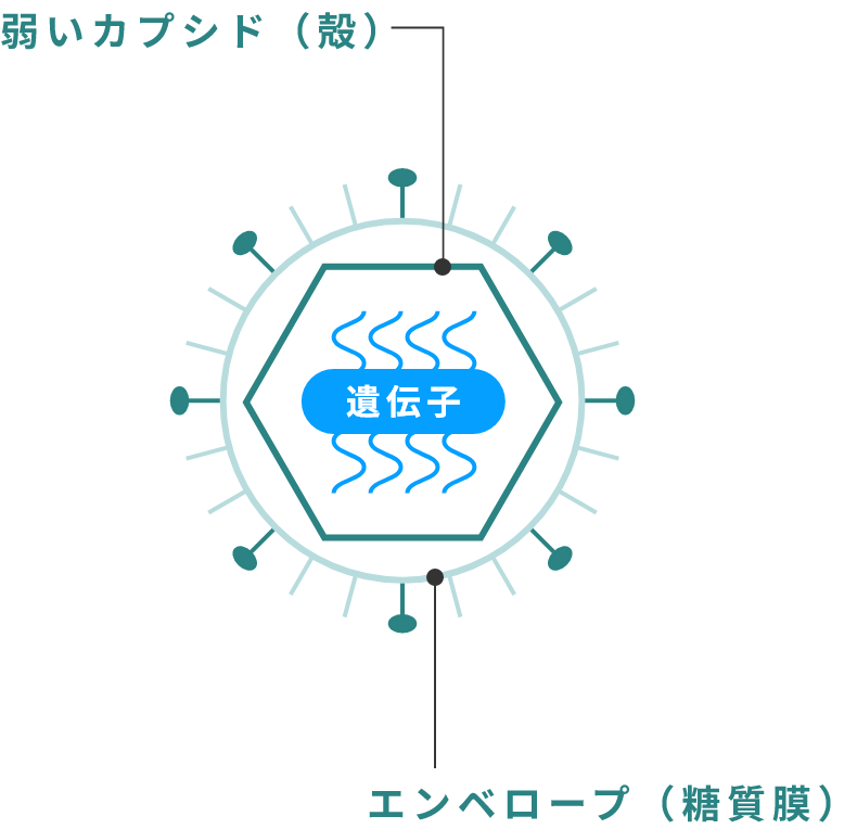 弱いカプシド（殻）遺伝子 エンベロープ（糖質膜）